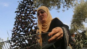 141208032418_sp_olivas_cisjordania_624x351_reuters