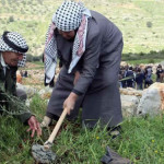 30 de Marzo Día de la Tierra Palestina: El olivo como emblema universal de la Paz